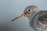 Image. Purple Sandpiper