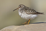 Image. Purple Sandpiper