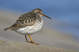 Image. Purple Sandpiper