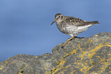 Image. Purple Sandpiper