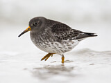 Image. Purple Sandpiper