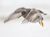 Image. Purple Sandpiper