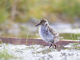 Image. Purple Sandpiper