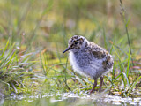 Image. Purple Sandpiper