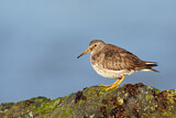 Image. Purple Sandpiper