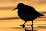 Image. Purple Sandpiper