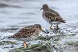 Image. Purple Sandpiper