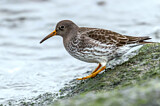 Image. Purple Sandpiper
