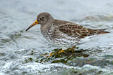 Image. Purple Sandpiper