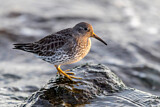 Image. Purple Sandpiper