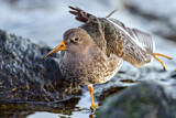 Image. Purple Sandpiper