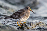 Image. Purple Sandpiper