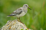 Image. Purple Sandpiper