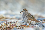 Image. Purple Sandpiper