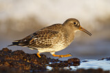 Image. Purple Sandpiper