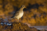 Image. Purple Sandpiper