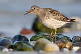 Image. Purple Sandpiper