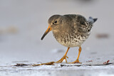 Image. Purple Sandpiper