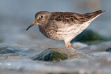 Image. Purple Sandpiper