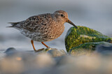 Image. Purple Sandpiper