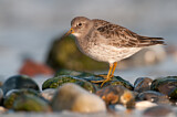 Image. Purple Sandpiper