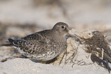 Image. Purple Sandpiper