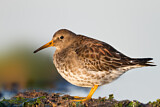 Image. Purple Sandpiper