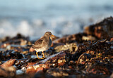 Image. Purple Sandpiper