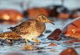 Image. Purple Sandpiper