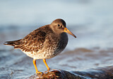 Image. Purple Sandpiper