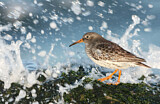 Image. Purple Sandpiper