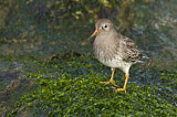 Image. Purple Sandpiper