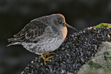 Image. Purple Sandpiper