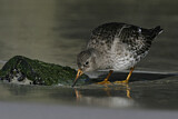 Image. Purple Sandpiper