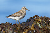 Image. Purple Sandpiper