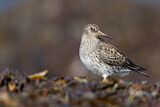 Image. Purple Sandpiper