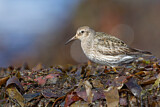 Image. Purple Sandpiper
