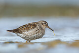 Image. Purple Sandpiper
