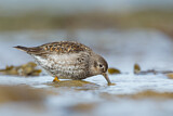 Image. Purple Sandpiper