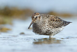 Image. Purple Sandpiper