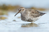 Image. Purple Sandpiper