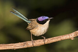 Image. Purple-crowned Fairywren