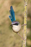 Image. Purple-crowned Fairywren