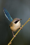 Image. Purple-crowned Fairywren