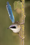 Image. Purple-crowned Fairywren