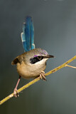Image. Purple-crowned Fairywren