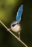 Image. Purple-crowned Fairywren