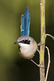 Image. Purple-crowned Fairywren