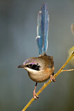 Image. Purple-crowned Fairywren