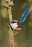 Image. Purple-crowned Fairywren